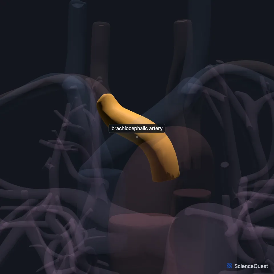 The great vessels from the front, all faded except the brachiocephalic artery, highlighted rising on the right from the arch of aorta.