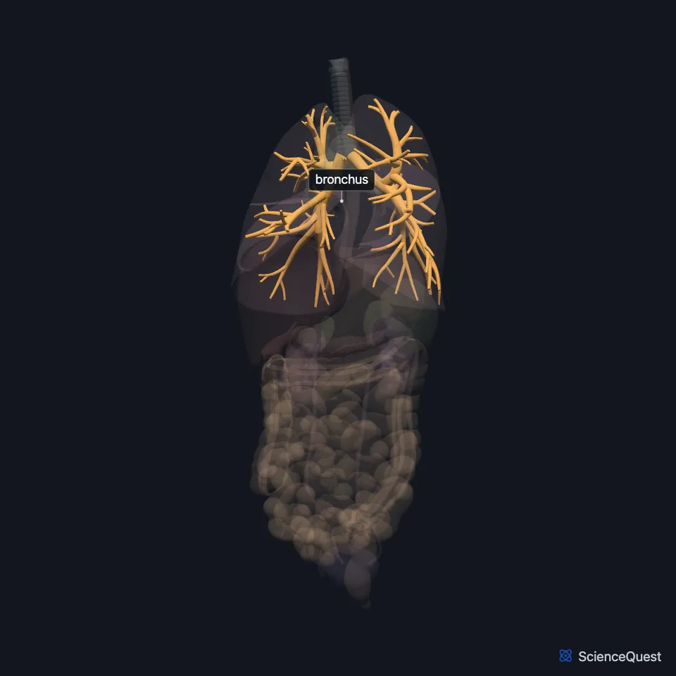 Front view of the chest and abdominal organs, all faded except the bronchi, highlighted as a branching tree inside both lungs below the trachea.