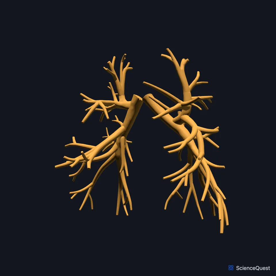 The bronchi on their own, seen from the front, branching from the two main bronchi toward each lung.