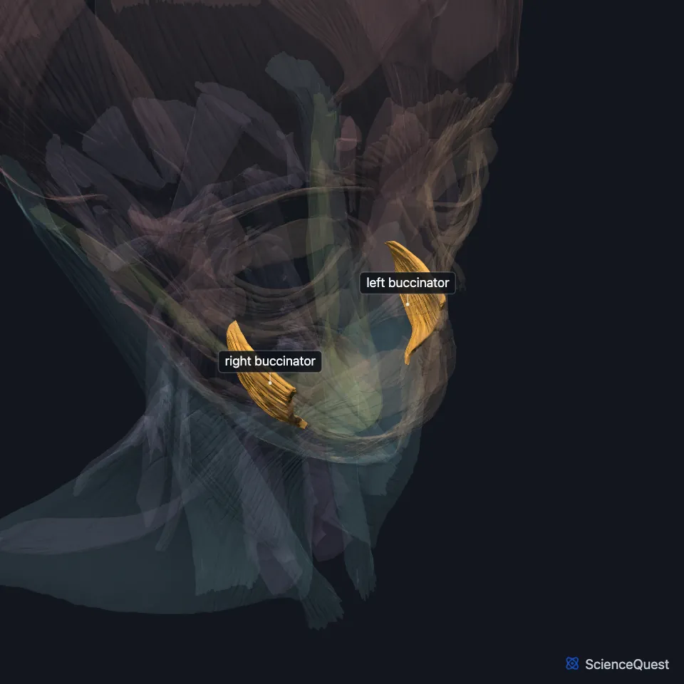 The head and neck muscle model in a three-quarter view from the front, faded, with the right and left buccinator highlighted and labeled in the cheeks, among the faded muscles of the face.