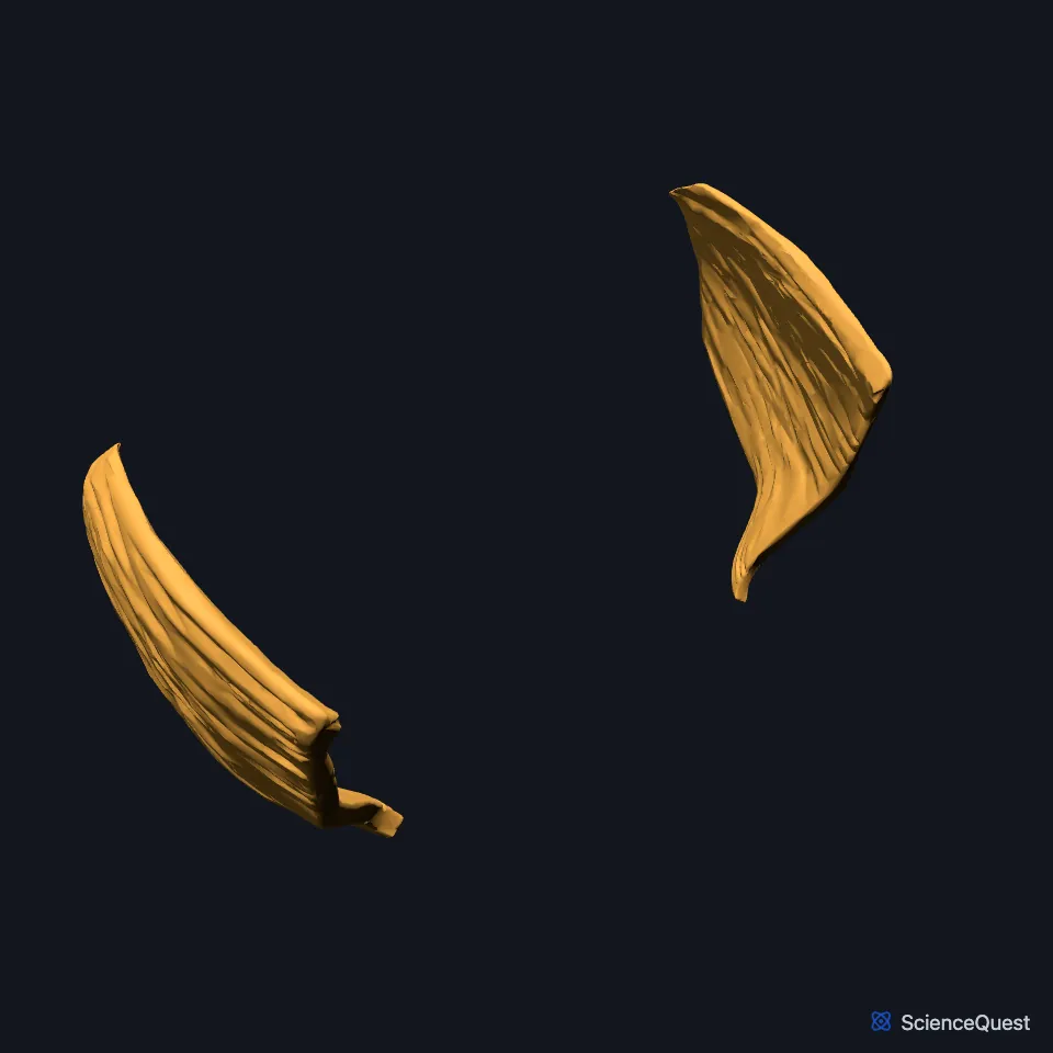 The right and left buccinator alone in a three-quarter view from the front: two curved sheets of muscle, one for each cheek, facing each other across the space of the mouth.