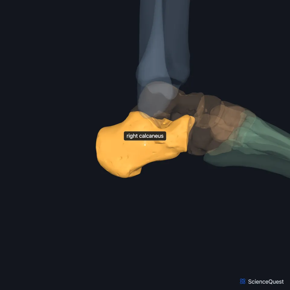 The right ankle and foot skeleton from the lateral side, the other bones faded, with the calcaneus highlighted at the heel, below the talus and behind the cuboid bone.