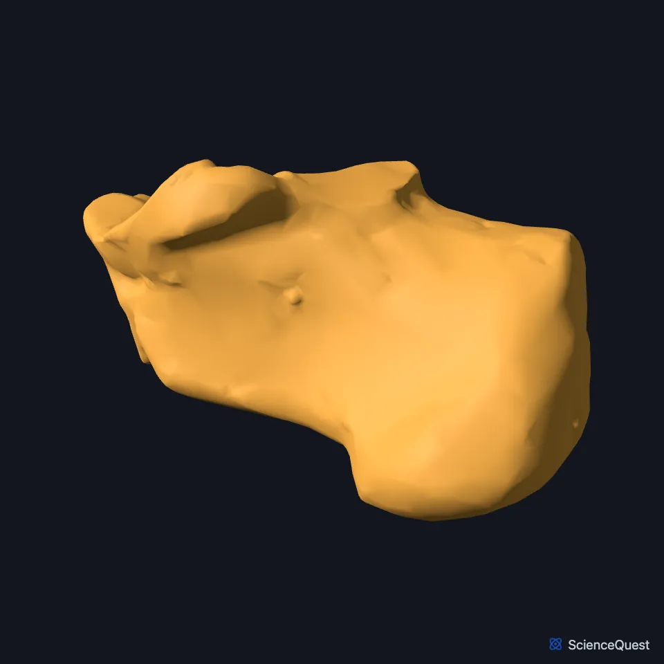 The right calcaneus on its own, seen from the medial side, with the shelf of the sustentaculum tali jutting from its upper edge.