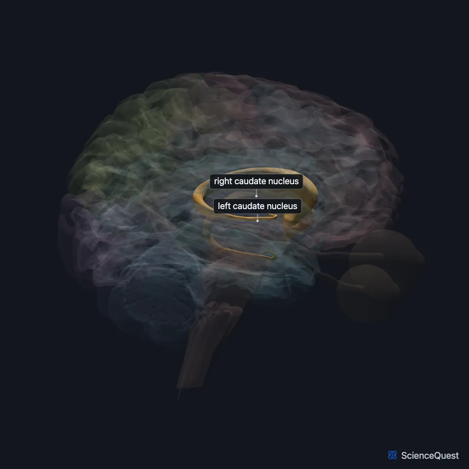 Brain model seen from the right with the cerebrum faded: the caudate nuclei are highlighted as curved bands deep in the cerebrum.