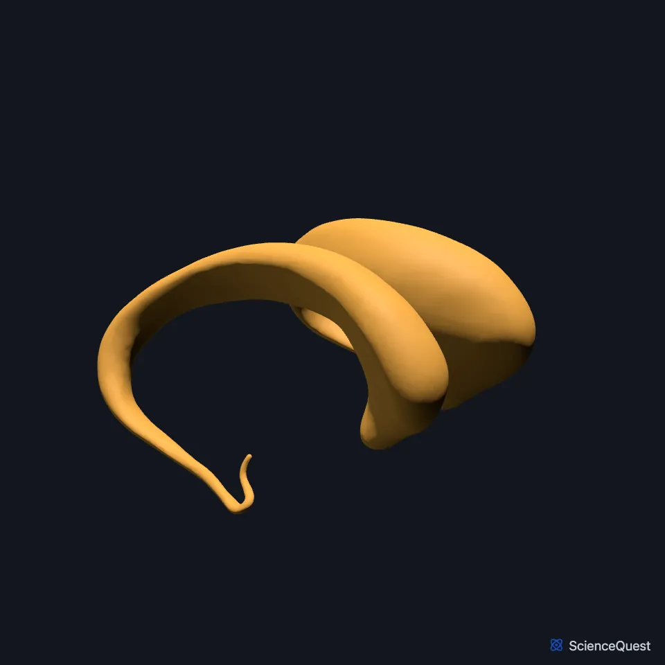 The right and left caudate nuclei on their own, seen from the front and right: each a curved band with a large head at the front tapering to a thin tail.