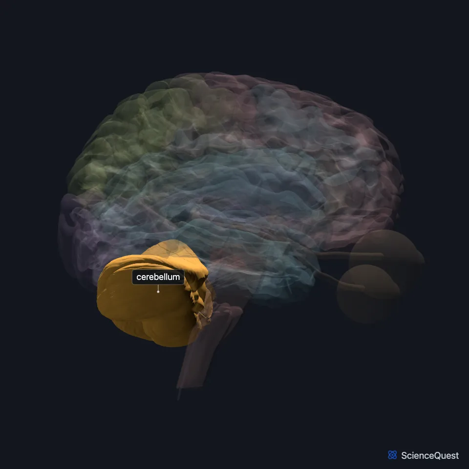Brain model seen from the right with the rest faded: the cerebellum is highlighted at the back, below the occipital lobe and behind the brain stem.