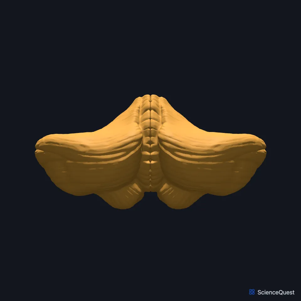 The cerebellum on its own, seen from behind: two hemispheres joined at the midline, the surface covered in folds.