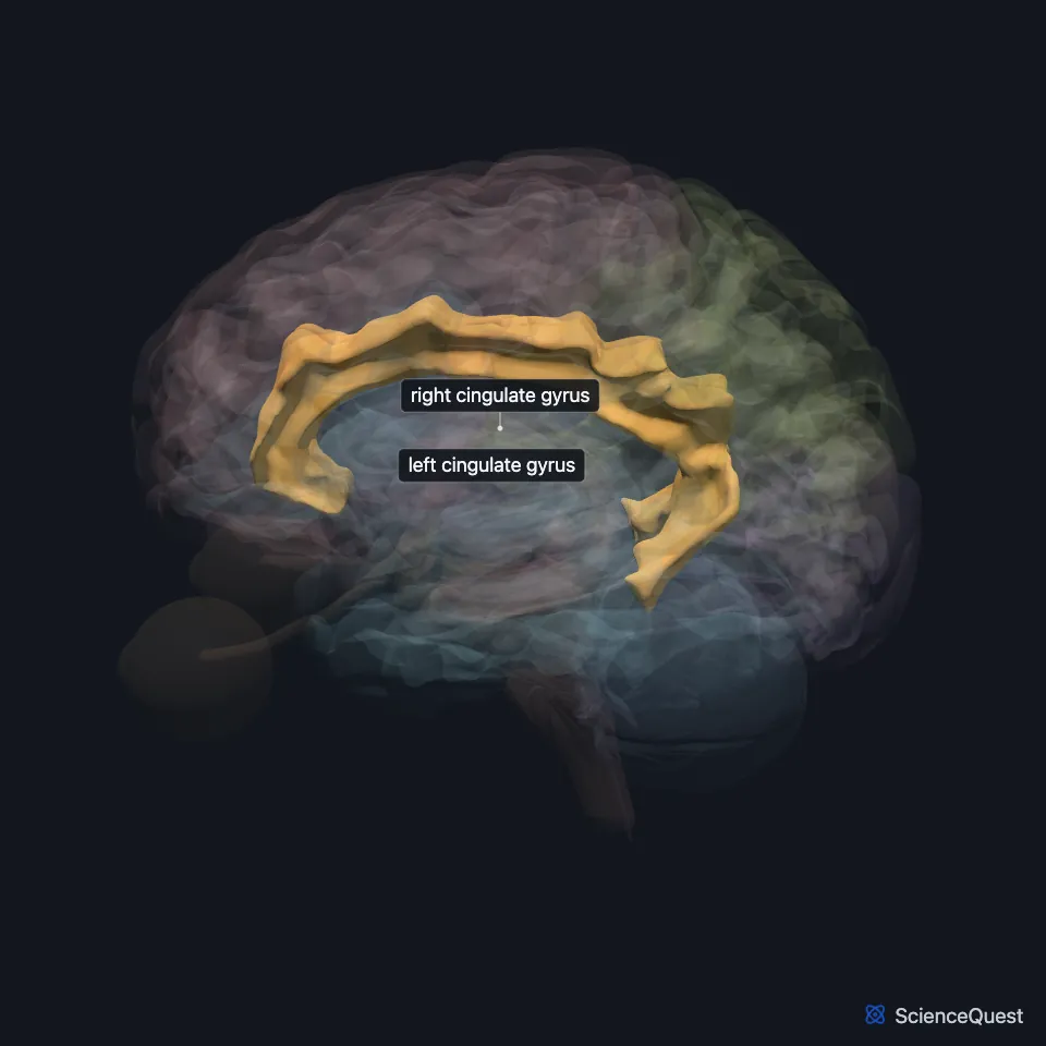 The brain model seen from the left with the cortex faded, showing the cingulate gyrus highlighted on the inner face of the hemisphere.