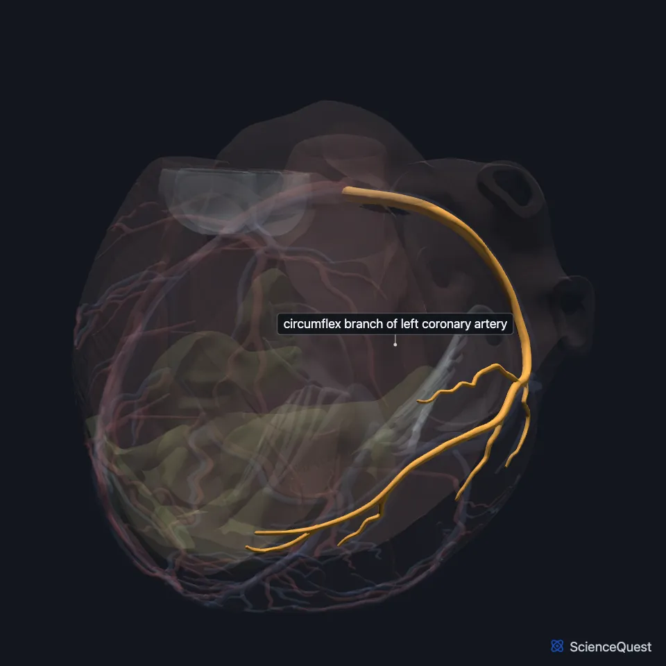 Left side view of the heart model with the wall faded and the circumflex branch of the left coronary artery highlighted, running round the heart’s left side.