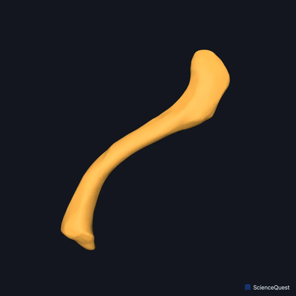 The right clavicle on its own, seen from above, showing the S-shaped curve of the bone between its sternal end and its acromial end.