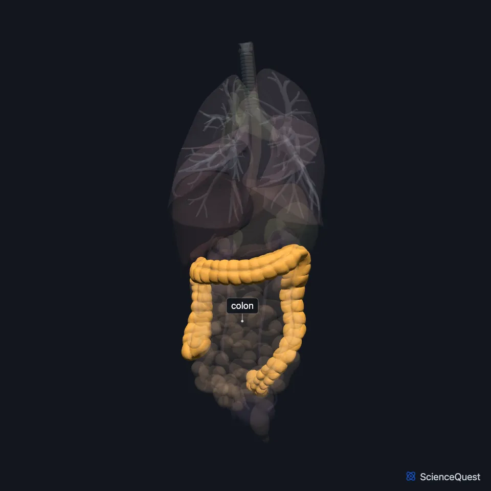 Front view of the chest and abdominal organs, all faded except the colon, highlighted as it rises on the body’s right, crosses the abdomen and descends on the left, framing the small intestine.