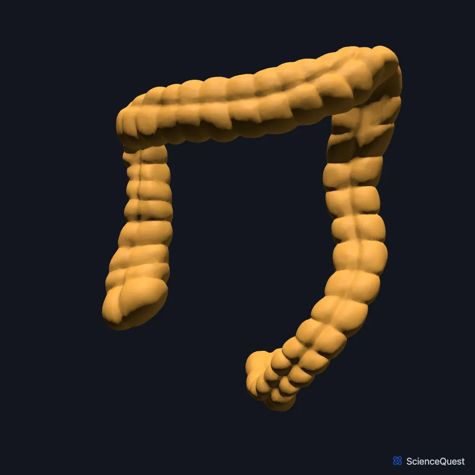 The colon on its own, seen from the front: up the body’s right side, across, down the left side and into the pelvis.