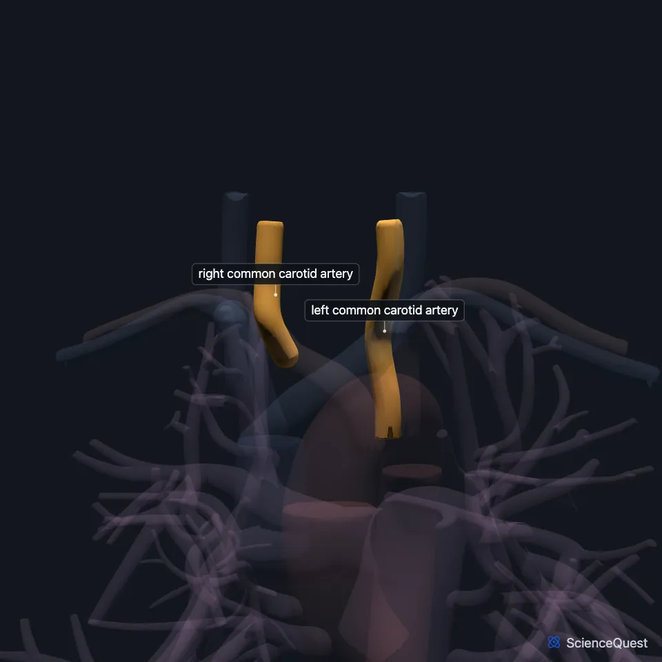 The great vessels from the front, all faded except the right and left common carotid arteries, highlighted rising into the neck on either side.