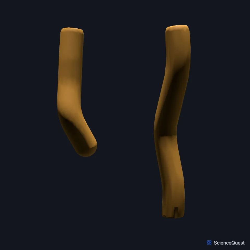 The right and left common carotid arteries on their own, seen from the front.