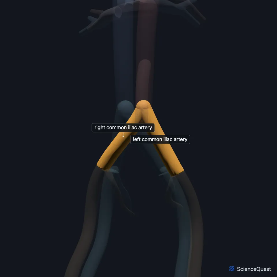 The great vessels from the front, all faded except the right and left common iliac arteries, highlighted where the abdominal aorta splits into them.