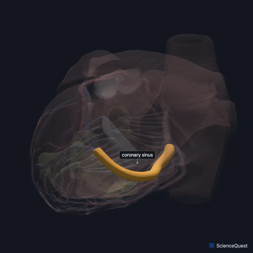 Back view of the heart model with the wall faded and the coronary sinus highlighted, the wide vein that runs across the back of the heart between the atria and ventricles.