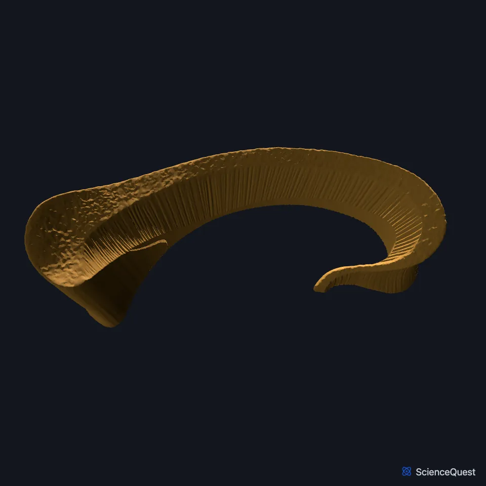 The corpus callosum shown alone and seen from the right, a C-shaped band.