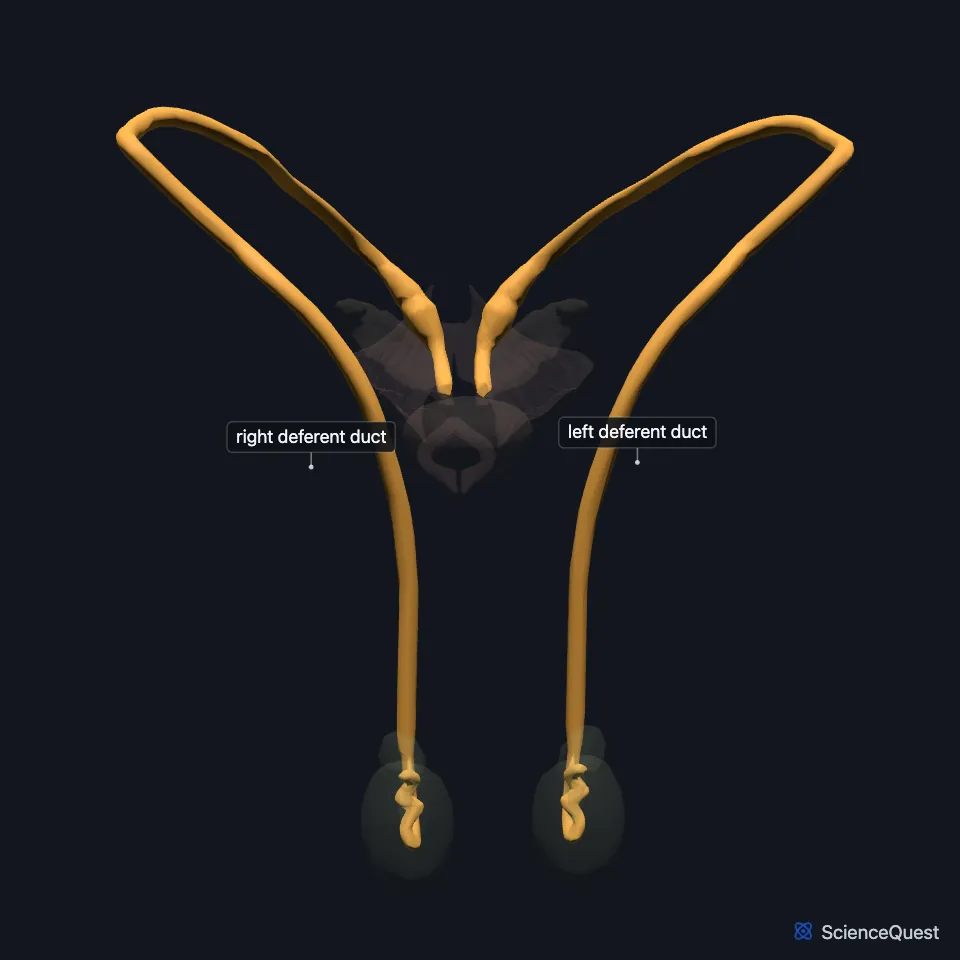 The male reproductive organs from the front, with the penis hidden and the rest faded, and the right and left deferent ducts highlighted and labeled, rising from the testes and curving back into the pelvis.