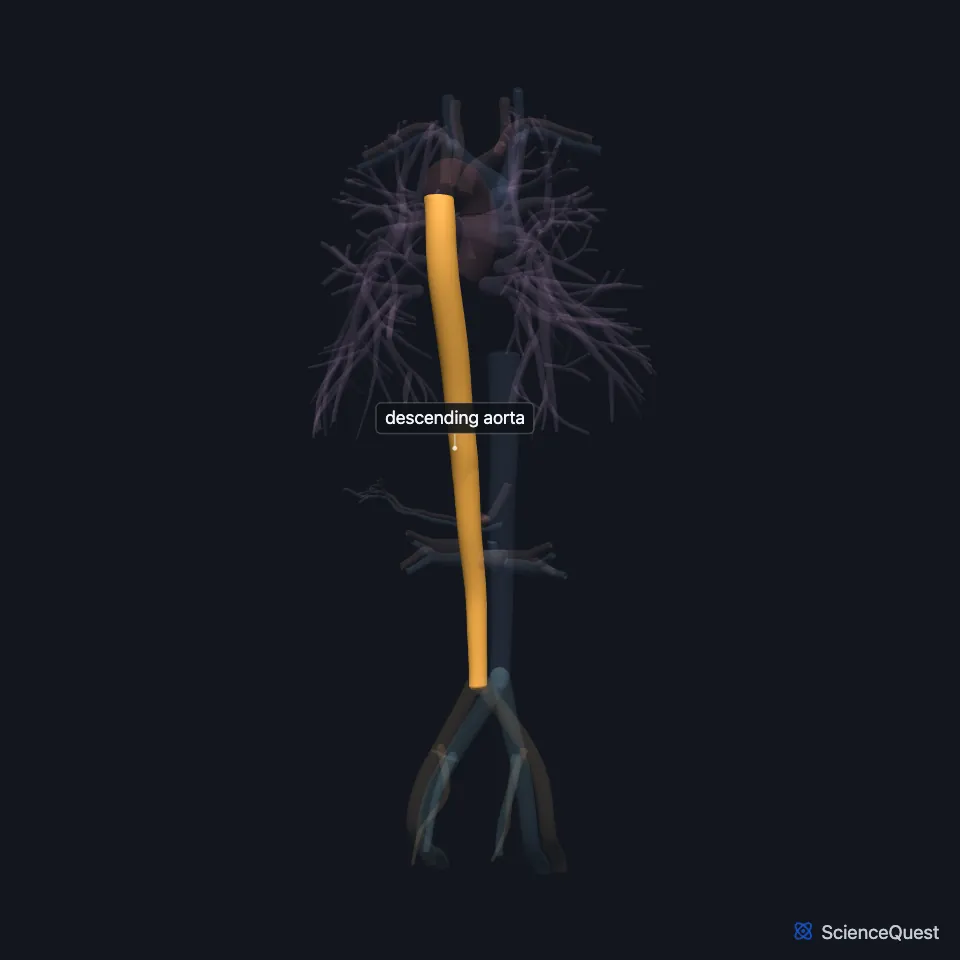 The great vessels from behind, all faded except the descending aorta, highlighted from the end of the arch down to where it splits into the common iliac arteries.