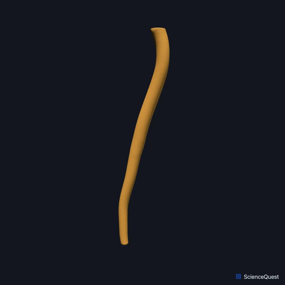 The descending aorta on its own, seen from the left: a long tube from the end of the arch to the split into the common iliac arteries.