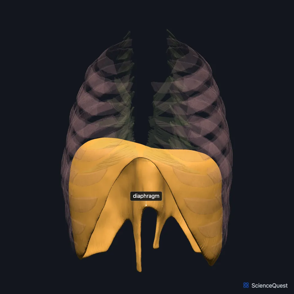 The chest wall muscle model seen from the front, faded, with the diaphragm highlighted and labeled as a dome at the base of the chest wall, the intercostal layers faded above it.