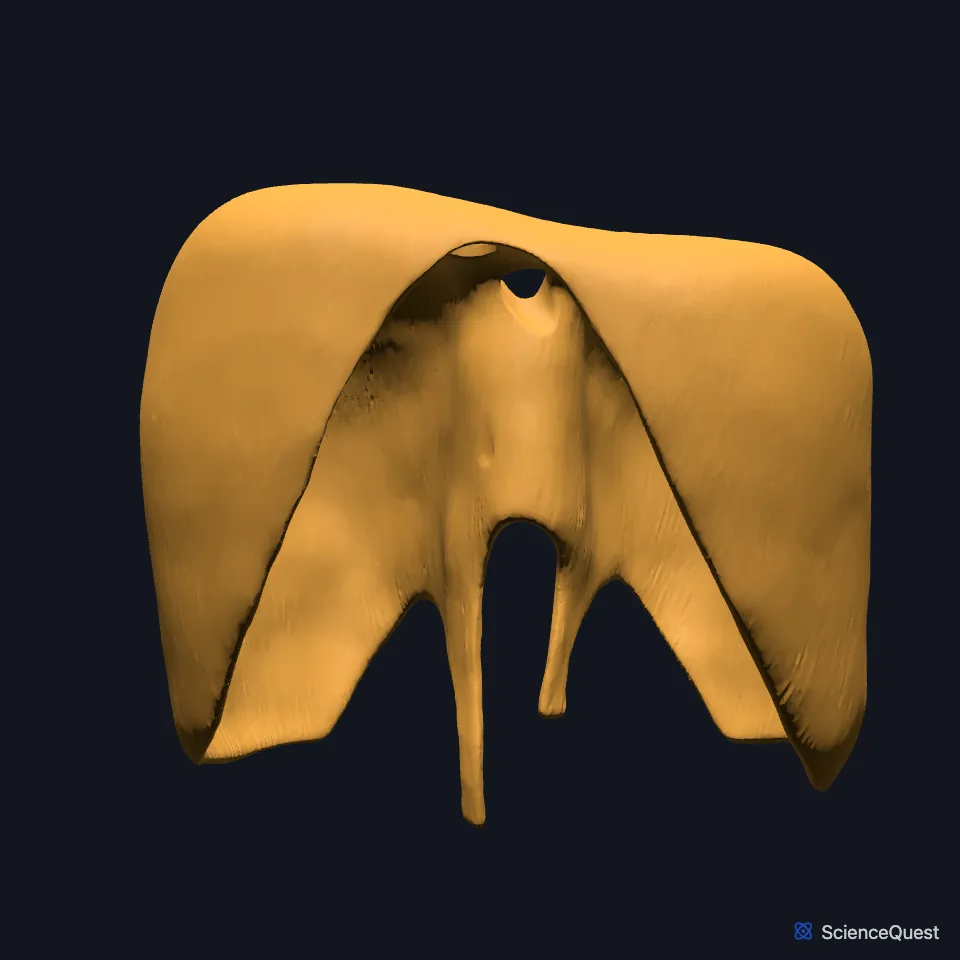 The diaphragm on its own, seen from the front: a broad dome of muscle and tendon, with its crura reaching down below it in the midline.