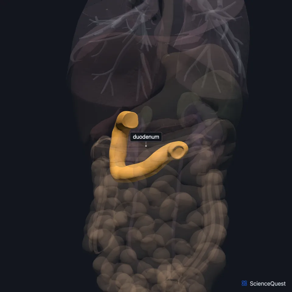 Front view of the abdominal organs, all faded except the duodenum, highlighted below the stomach as a curve that drops on the body’s right and turns back across toward the left.