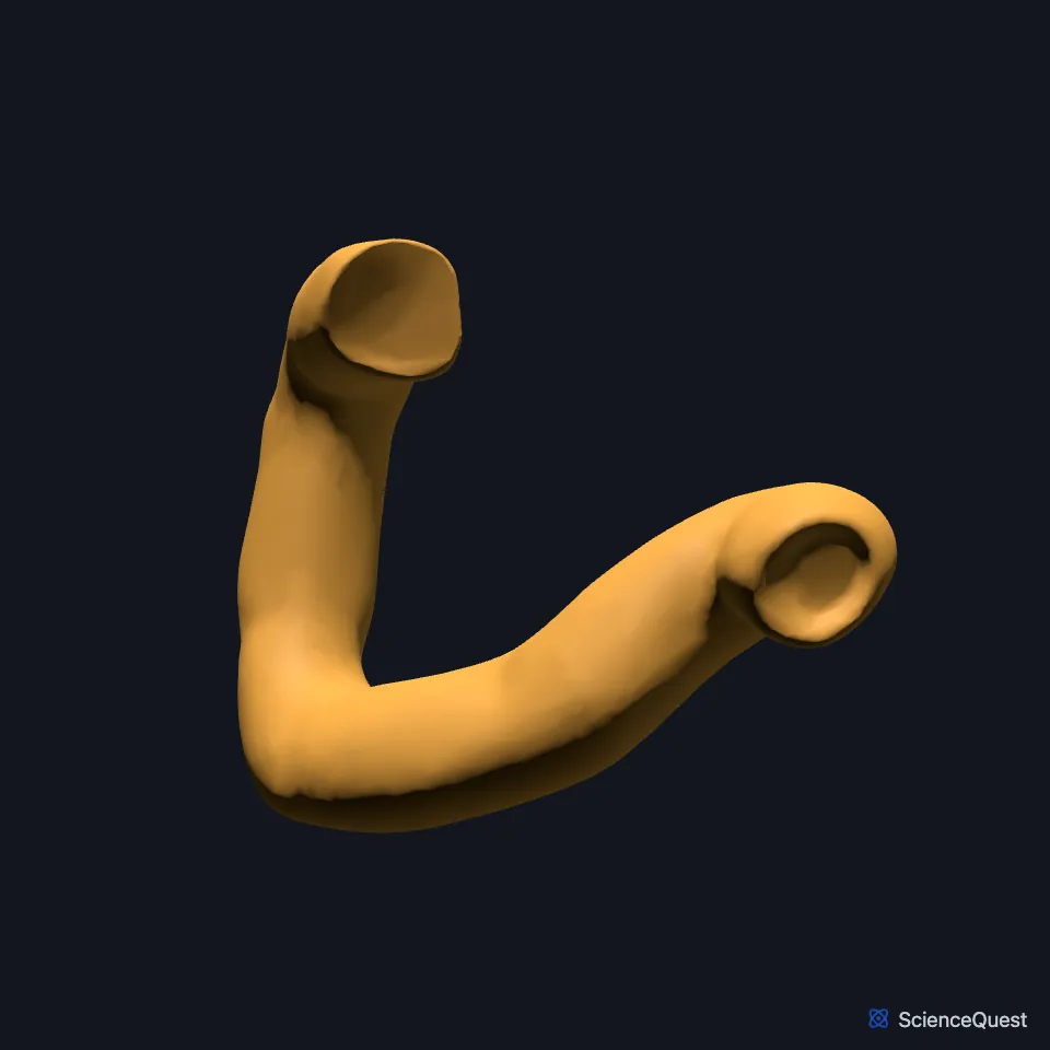 The duodenum on its own, seen from the front: a curved tube, open at both ends, that descends on the body’s right and turns across toward the left.