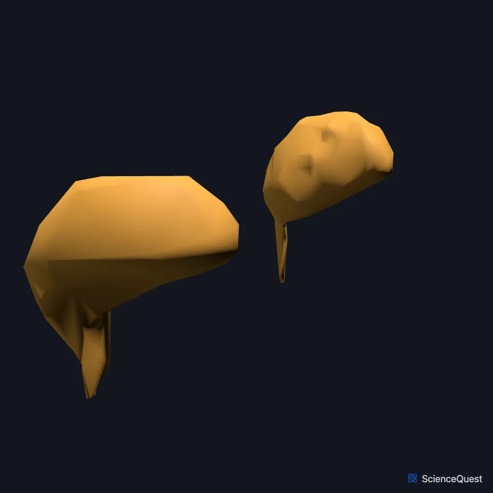 The right and left epididymides on their own, seen from the front and to one side.