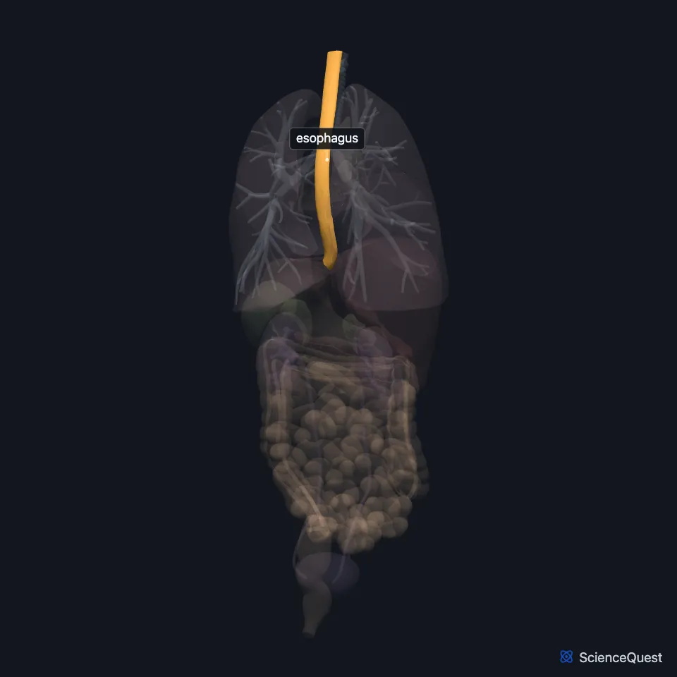 Back view of the chest and abdominal organs, all faded except the esophagus, highlighted as a tube running from the neck down through the chest to the stomach.