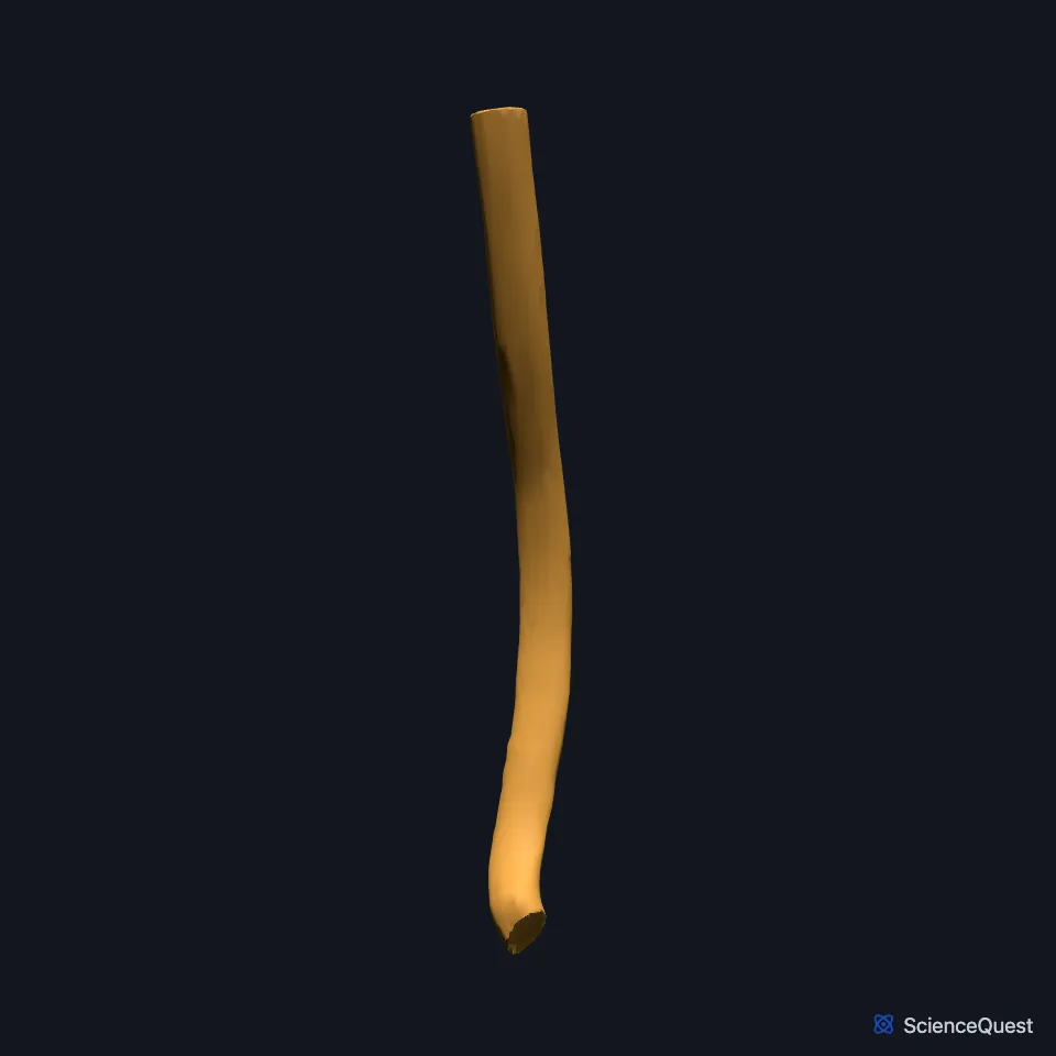 The esophagus on its own, seen from the front: a long, narrow tube.
