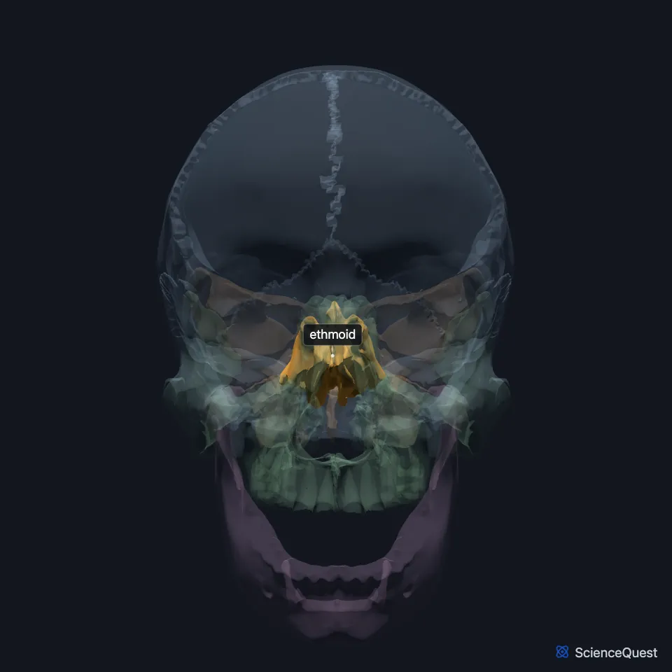 Front view of the skull with the other bones faded and the ethmoid highlighted deep in the midline between the orbits, above the nasal opening.