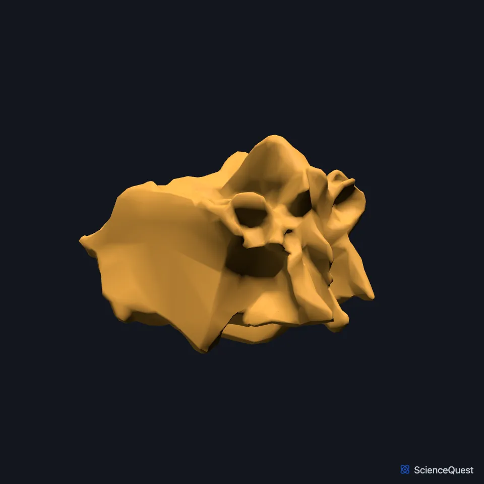 The ethmoid alone, seen from the front and right: a thin midline plate with a block of air cells on each side.