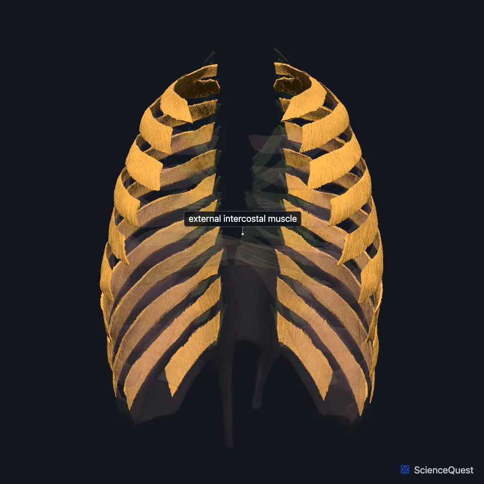 The chest wall muscle model seen from the front, faded, with the external intercostal layer highlighted and labeled in the spaces between the ribs on both sides, the diaphragm faded below.