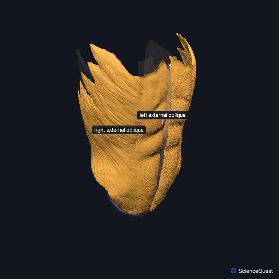 The abdominal wall and pelvic floor muscle model in a three-quarter view from the front, faded, with the right and left external obliques highlighted and labeled over the front and sides of the abdomen.