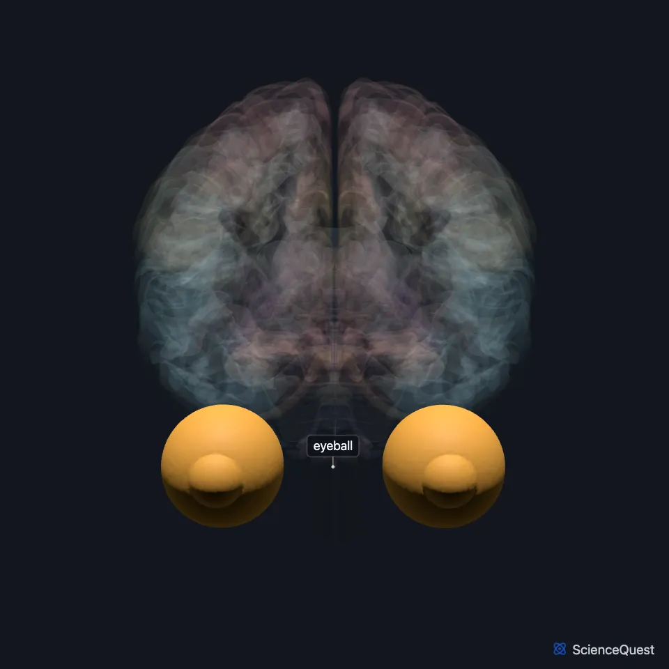 The brain model from the front, all faded except the two eyeballs, highlighted and labeled in front of the brain.