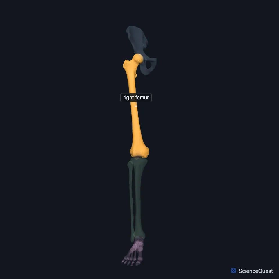 The right lower limb skeleton from the front, the other bones faded, with the femur highlighted between the hip and the knee.