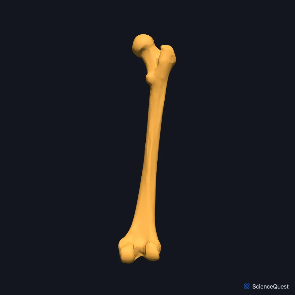 The right femur on its own, seen from behind, from the head and greater trochanter at the top down the shaft to the two condyles at the knee end.