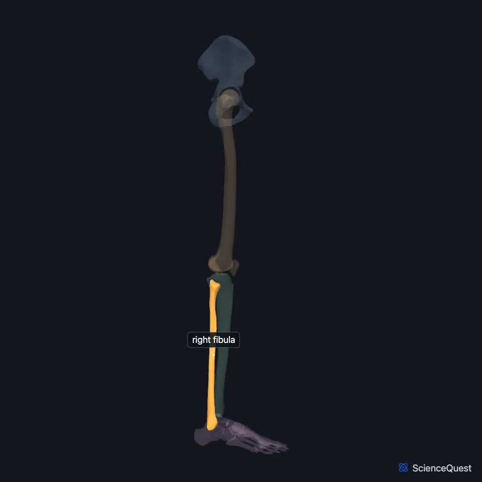 The right lower limb skeleton from the lateral side, the other bones faded, with the fibula highlighted along the outer side of the leg from below the knee to the ankle.