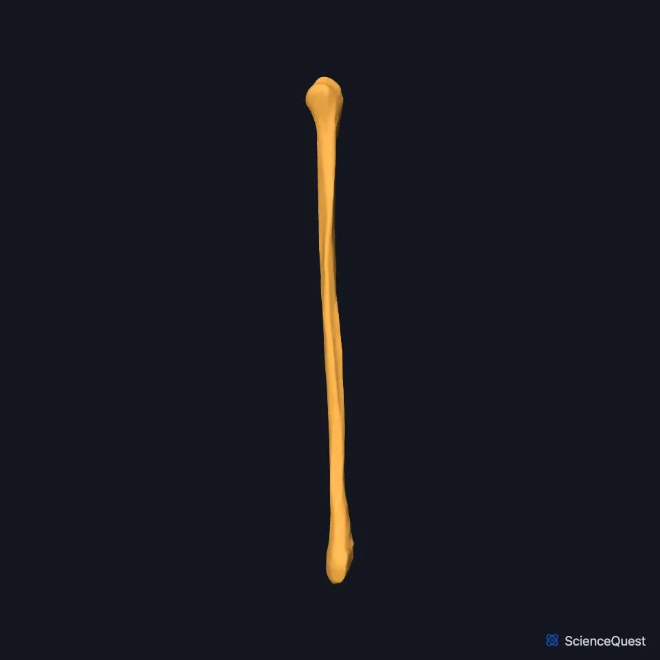 The right fibula on its own, seen from the front: a slender shaft between the small knob of the head and the lateral malleolus.