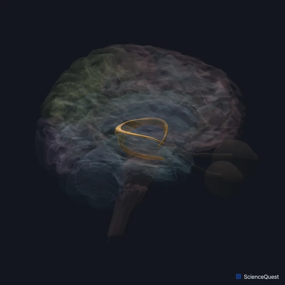 The brain model seen from the right with the cortex faded, showing the fornix highlighted as an arch deep in the brain.