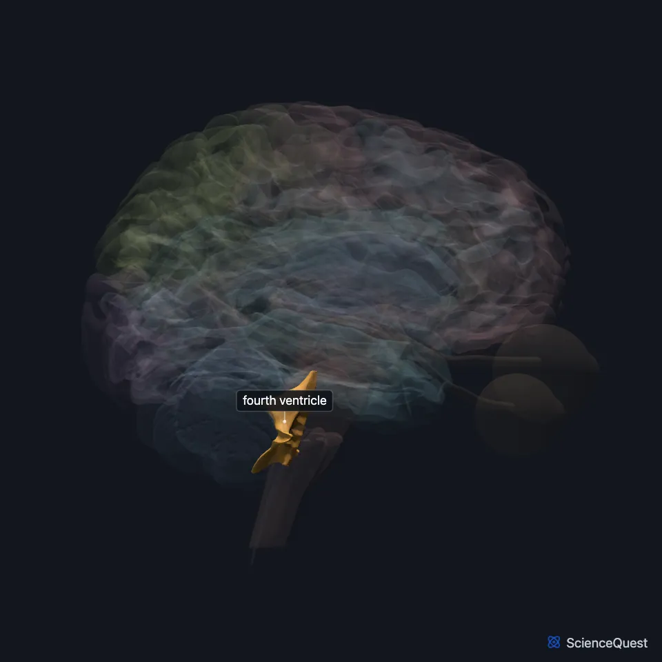 Brain model seen from the right with the rest faded: the fourth ventricle is highlighted between the pons and medulla in front and the cerebellum behind.