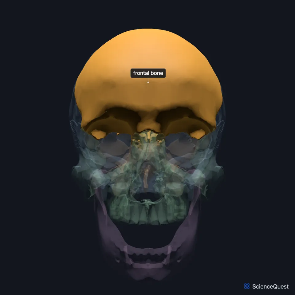 Front view of the skull with the frontal bone highlighted above both orbits, the other skull bones faded.
