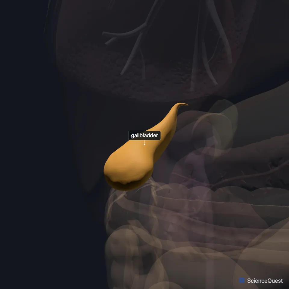 Front view of the chest and abdominal organs, all faded except the gallbladder, highlighted on the underside of the liver in the right upper abdomen.