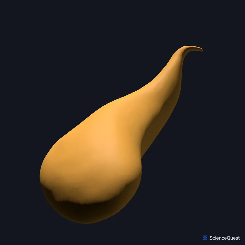 The gallbladder on its own, seen from the front: a small pear-shaped sac.