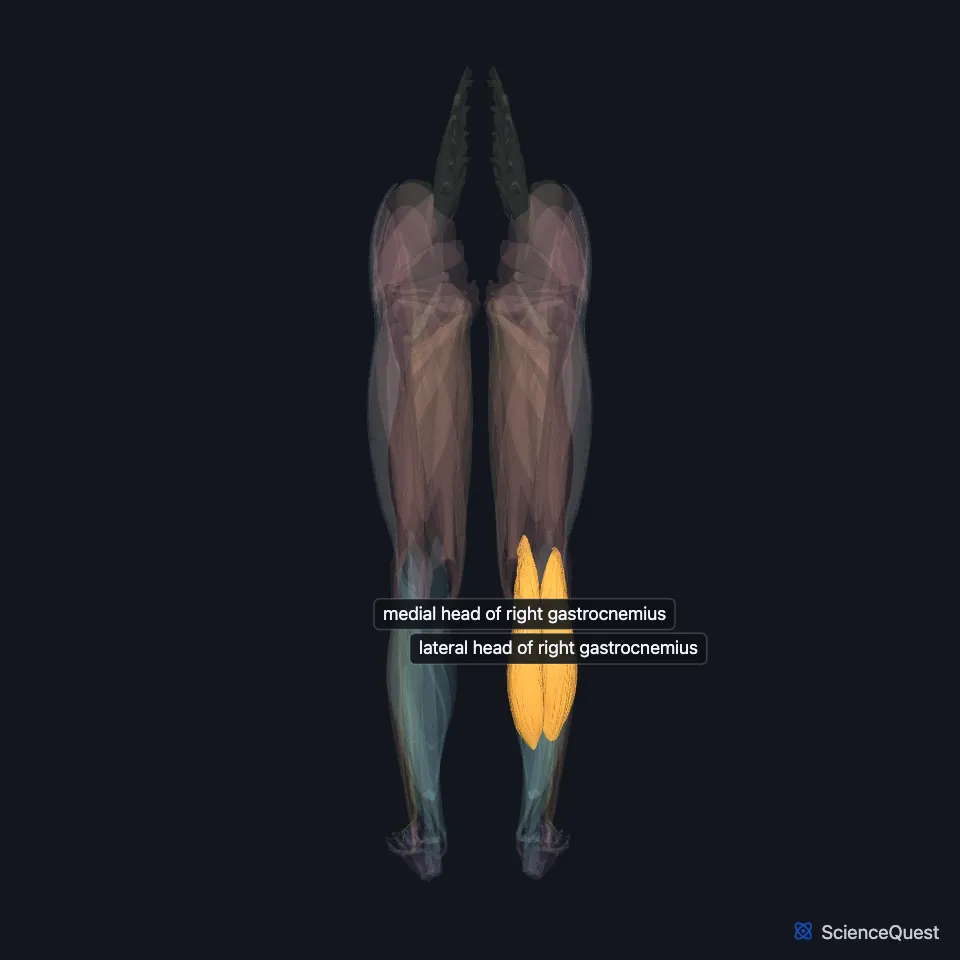 The muscles of both lower limbs seen from behind, faded, with the medial and lateral heads of the right gastrocnemius highlighted and labeled in the upper right calf.