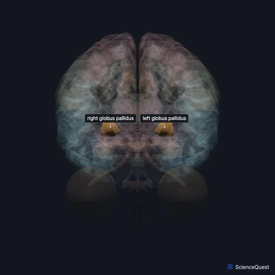 Brain model seen from the front with the cerebrum faded: the right and left globus pallidus are highlighted deep in each hemisphere, either side of the midline.