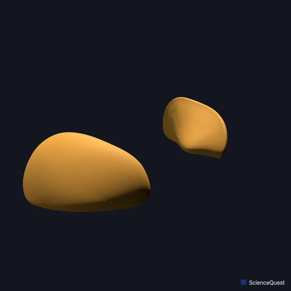 The right and left globus pallidus on their own, seen from the front and right.