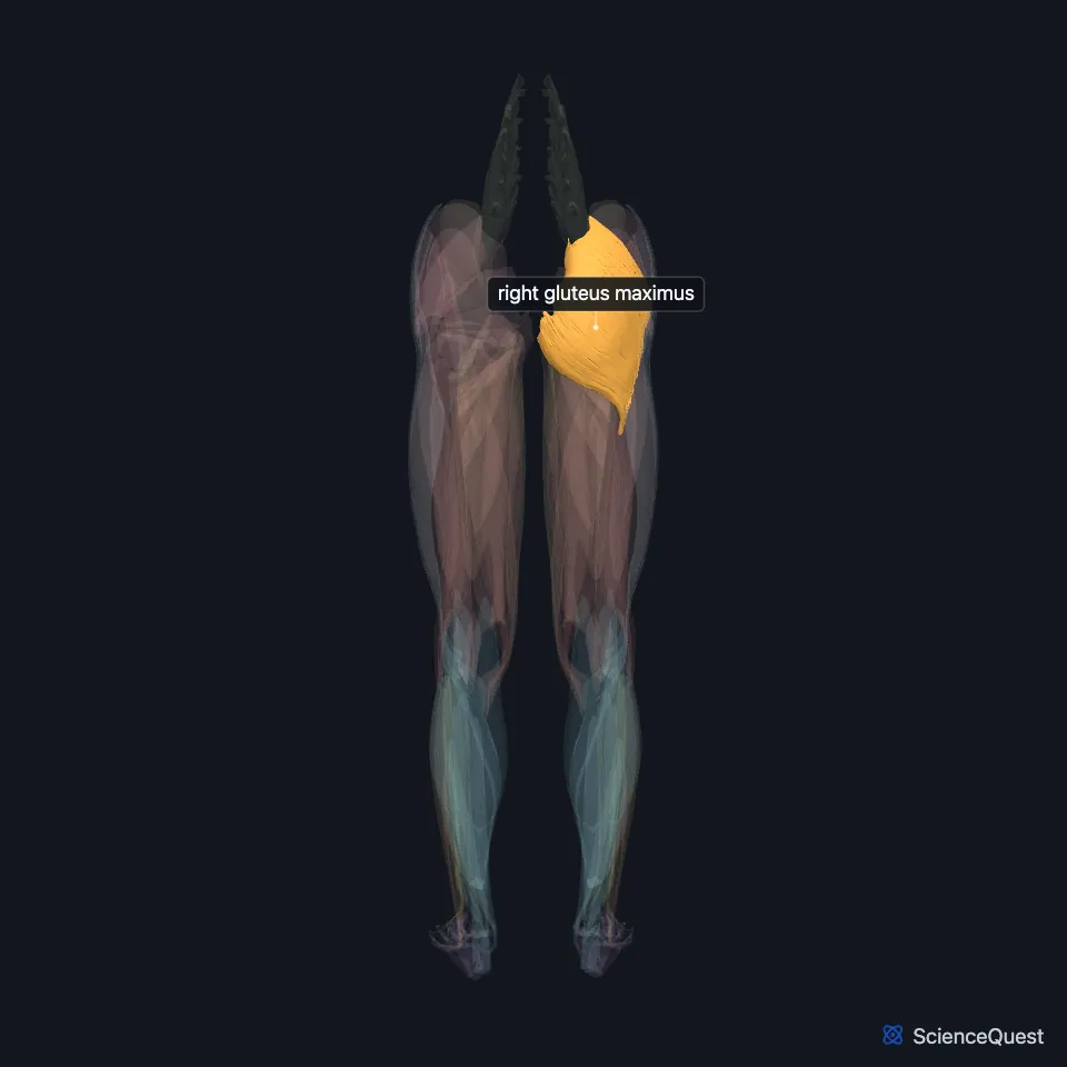 The muscles of both lower limbs seen from behind, faded, with the right gluteus maximus highlighted and labeled across the back of the right hip and buttock.