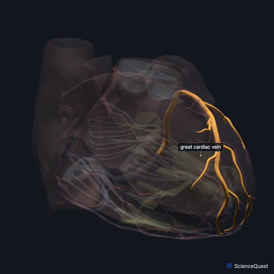 Front view of the heart model with the wall faded and the great cardiac vein highlighted, climbing the front of the heart beside the anterior interventricular artery.